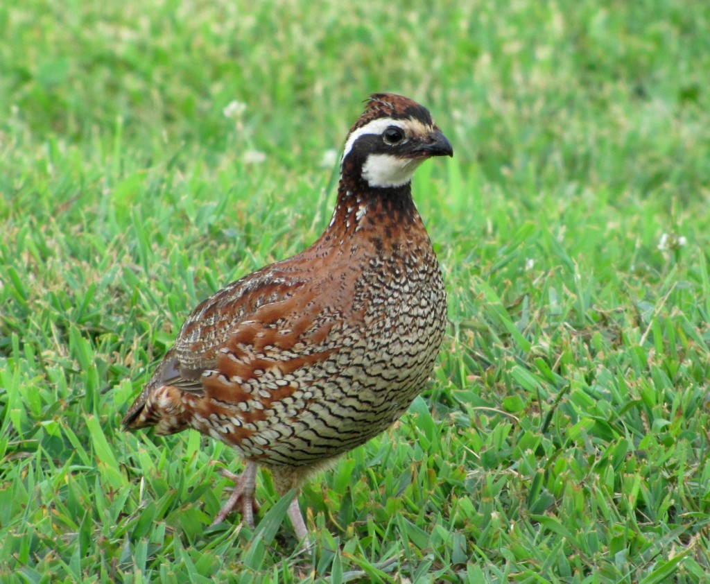 Northern-bob-white-quail-tn1