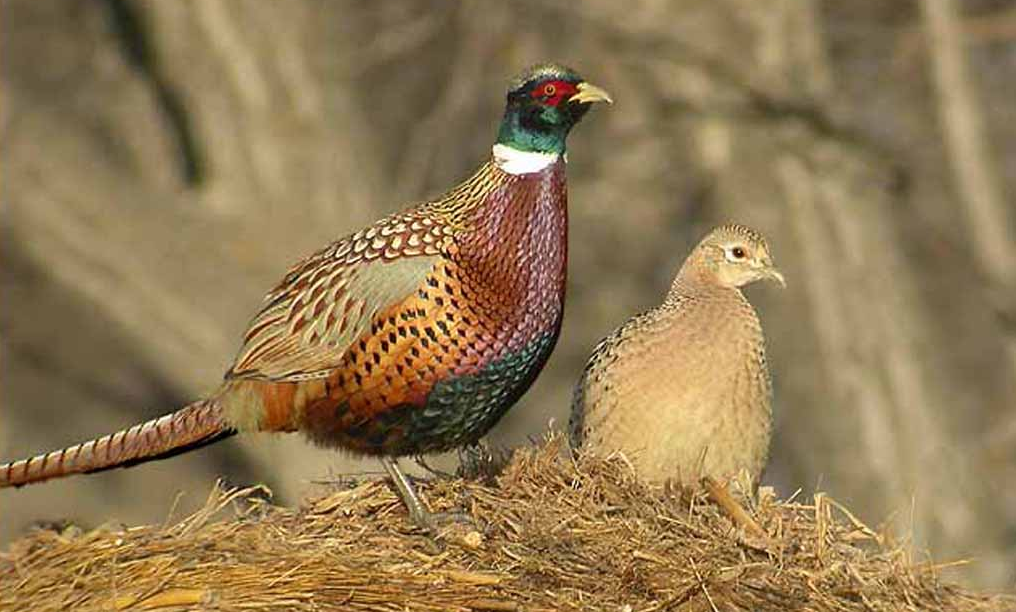 pheasant farming